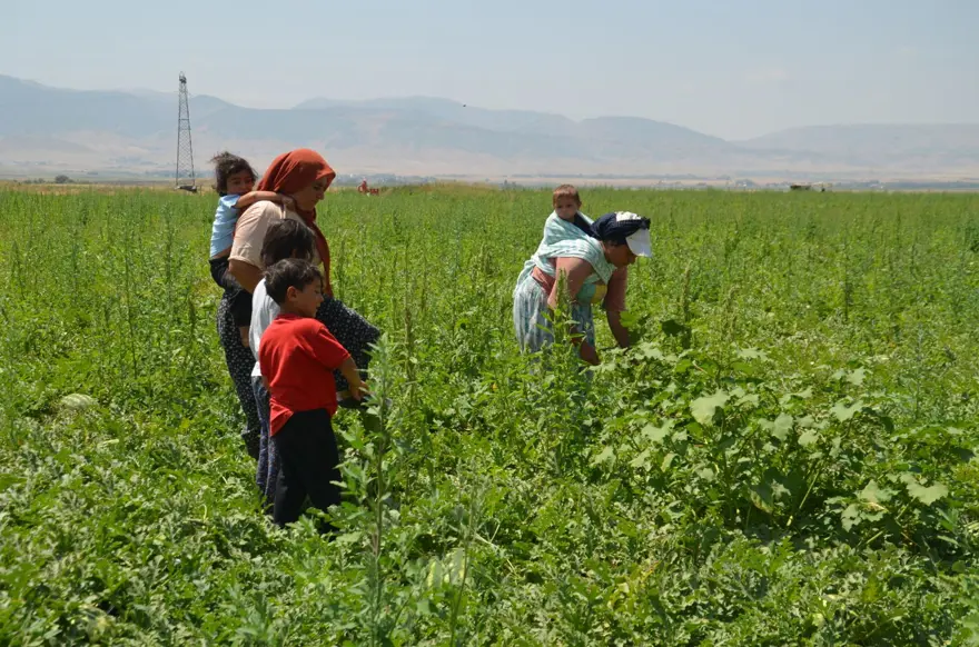 Sıcak havada zorlu mesai: Ev ekonomisine katkı sağlıyorlar 3 Sıcak havada zorlu mesai: Ev ekonomisine katkı sağlıyorlar 3