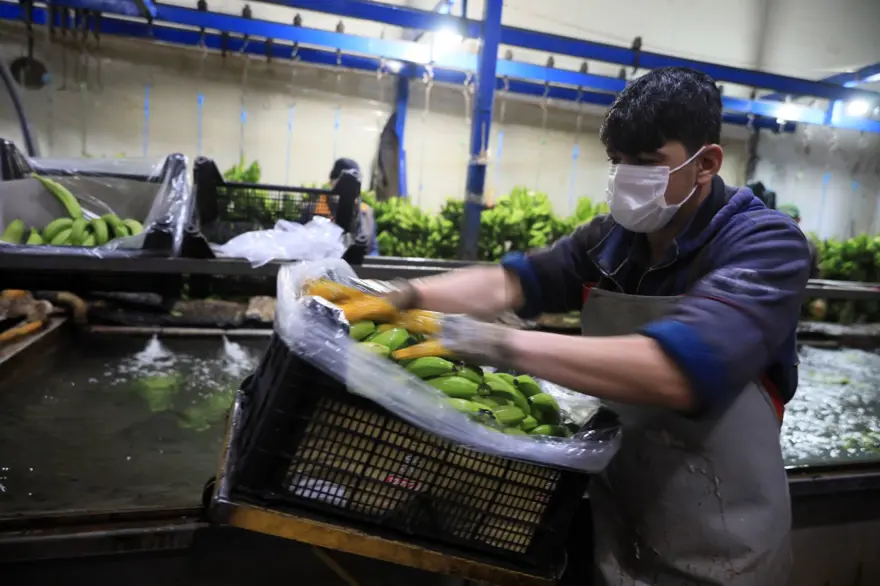 Muzu sarartmada karpitin yerini etilen gazı aldı 7