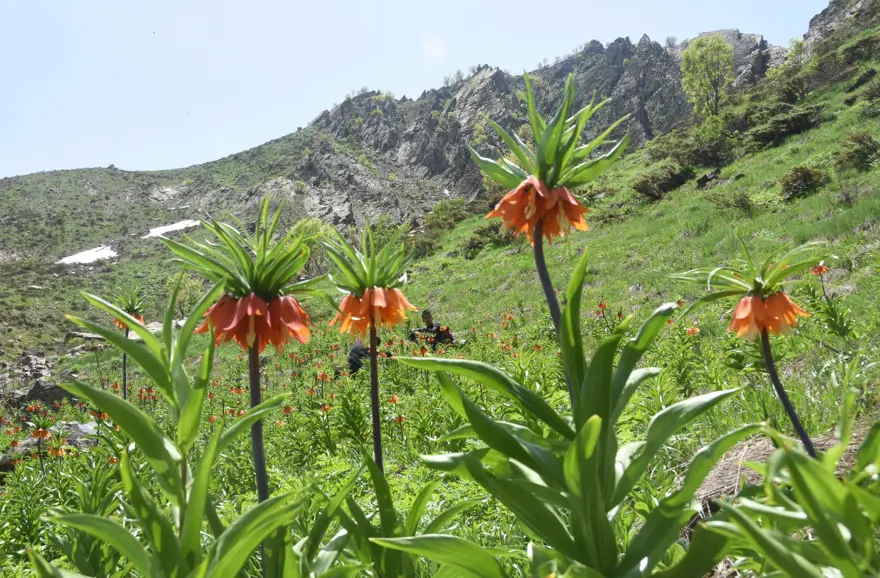 Hakkari dağlarında 'ters lale' buluşması 15
