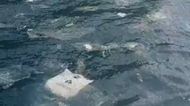 Kuru yük gemilerinden denize pislik