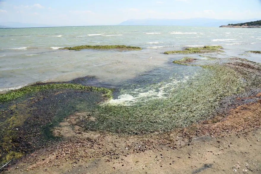 Eğirdir Gölü ölüyor! Kitlesel ölümler başladı 1