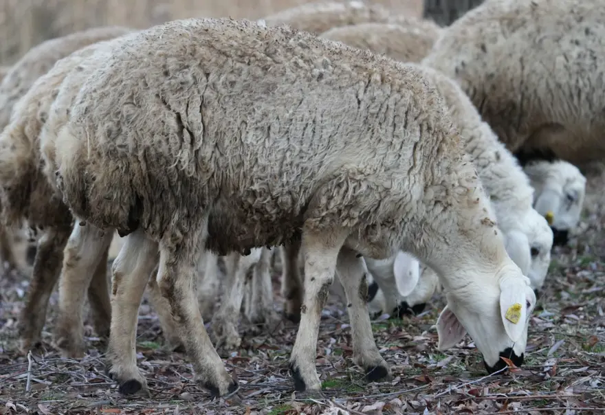 İstanbul "açık cezaevi gibi" dedi: 10 yılın ardından huzuru orada buldu 3