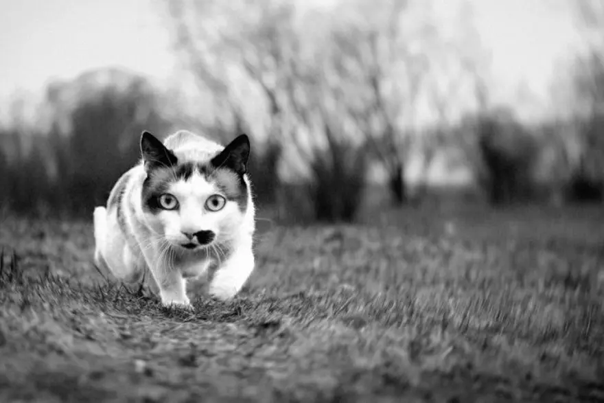 İnternetin yeni fenomenleri 93