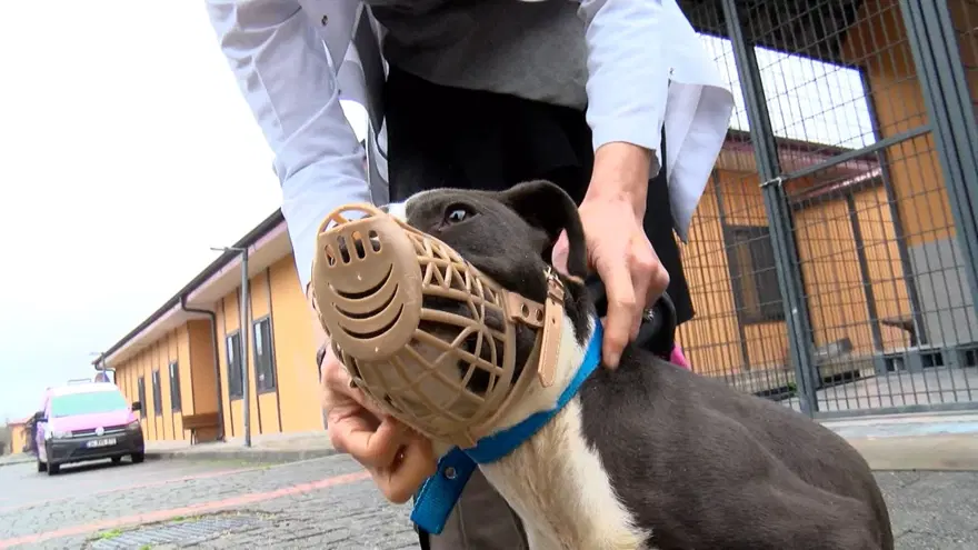 "SON 1 AY İÇERİSİNDE 35 YASAKLI IRK OLARAK BELİRLENEN KÖPEK TERK EDİLDİ" 7
