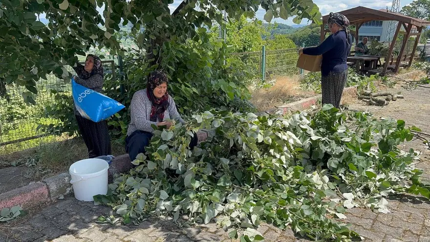 Çok faydası var, hasadı başladı: Bu yıl kilosu 2 bin 500 ila 3 bin lira arasında 