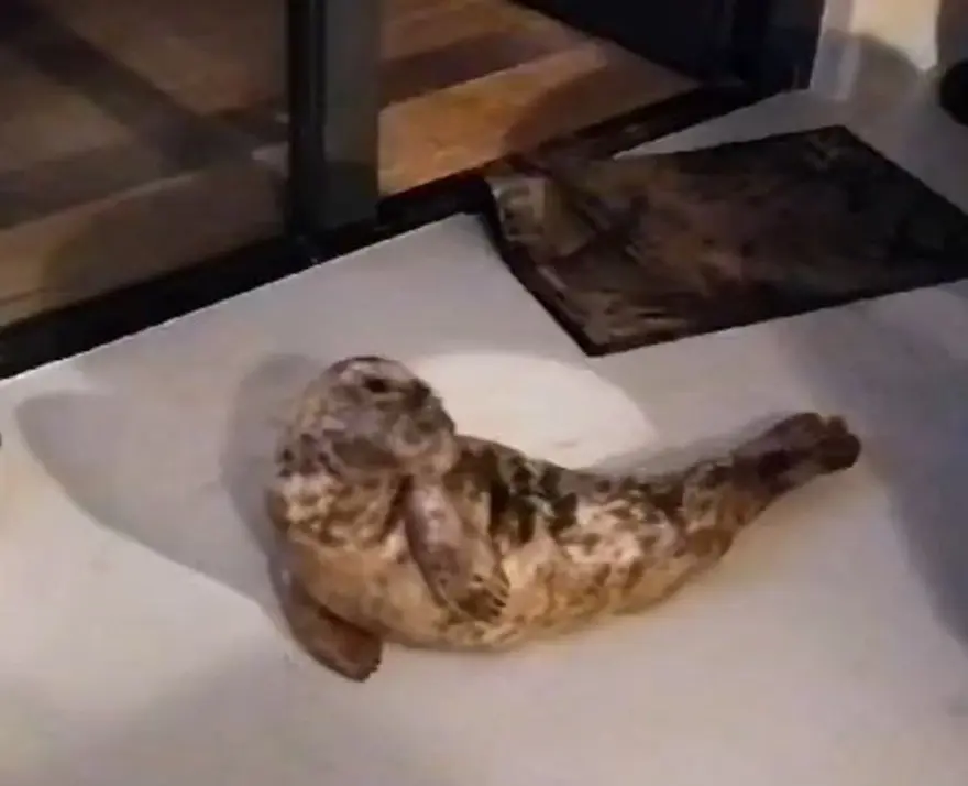 OTEL ODASINDA "DAVETSİZ MİSAFİR" 