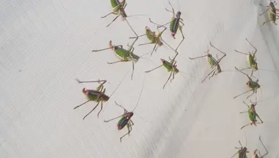 İzmir'deki çekirgelerin Güneydoğu'dan geldiği tartışması: Bilimsel mantığa aykırı bir durum