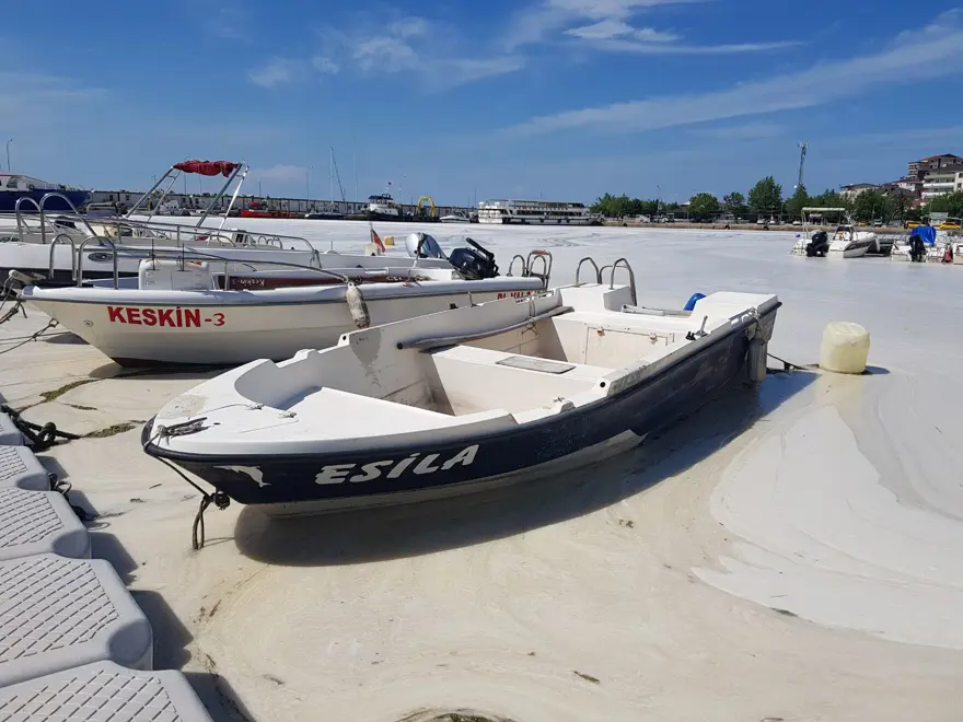 Çınarcık sahili deniz salyasıyla kaplandı 1