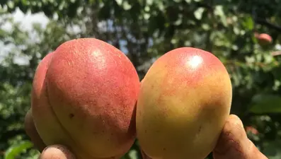 Tazesi 100, kurusu bin lira: 4 kilosu 1 gram altın ediyor