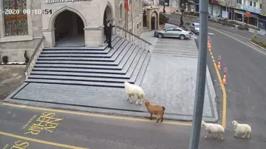 Nevşehir Belediyesi: 1 koyun,1 keçi, 3 kuzu tarafından esir alınmış bulunmaktayız