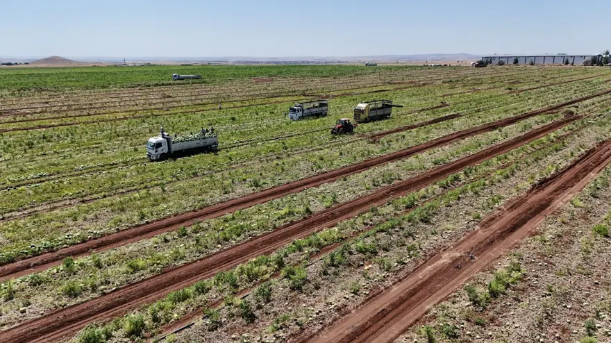 Tarlada kilosu 1-2 lira: Ürün fazla, hasat devam ediyor 6