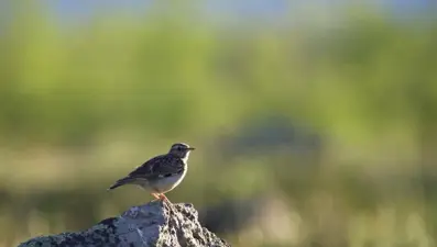 Nemrut Dağı'ndaki canlıları 4 yıldır fotoğraflıyor