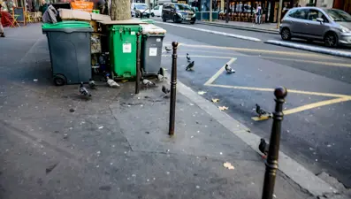 Trafik gürültüsü kuşların hayatta kalma olasılığını yarı yarıya düşüyor