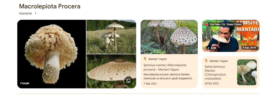 Bilim insanlarında uyarı: Google'ın yapay zeka ile oluşturulmuş mantar görselleri ölümcül olabilir! 1 Bilim insanlarında uyarı: Google'ın yapay zeka ile oluşturulmuş mantar görselleri ölümcül olabilir! 1