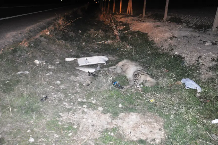Otomobilin çarptığı çizgili sırtlan öldü 3 Otomobilin çarptığı çizgili sırtlan öldü 3