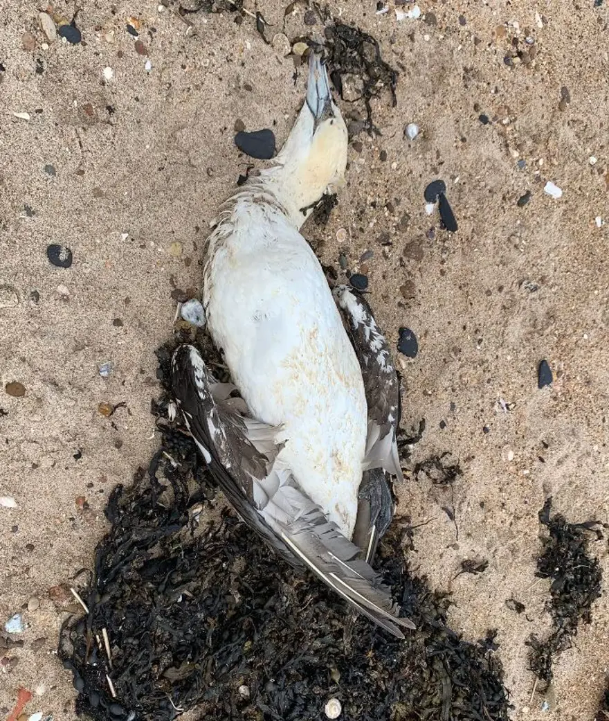 Bilim insanları yeni pandeminin kaynağını ve tarihini açıkladı: Covid-19'dan daha ölümcül olacak 4 Bilim insanları yeni pandeminin kaynağını ve tarihini açıkladı: Covid-19'dan daha ölümcül olacak 4