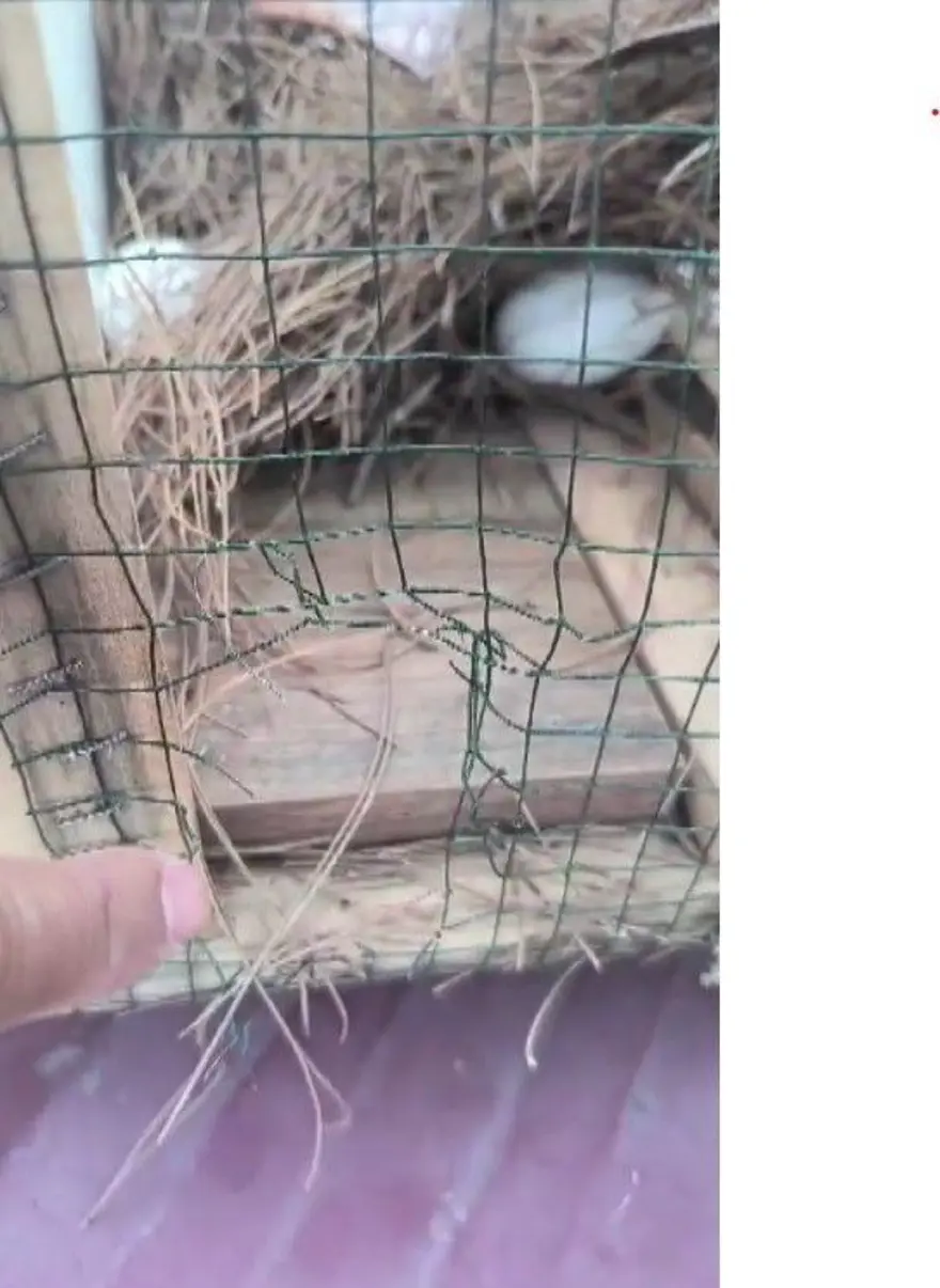 Kümese dadanan sansarla mücadele: 20 günde yakaladı, bir gün elinde tutamadı 4 Kümese dadanan sansarla mücadele: 20 günde yakaladı, bir gün elinde tutamadı 4