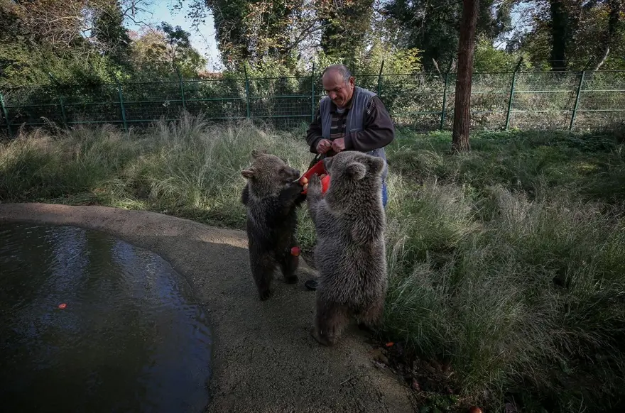 Türkiye'nin tek ayı barınağı Ovakorusu'nun maskotu oldular 4