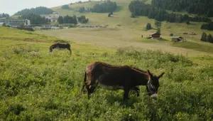 KKTC'de infial yaratan olay: 14 yaban eşeği öldürüldü!