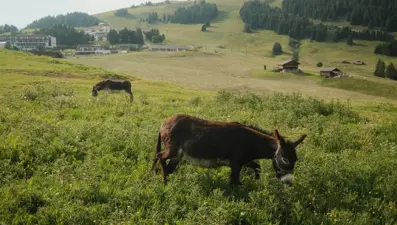 KKTC'de infial yaratan olay: 14 yaban eşeği öldürüldü!
