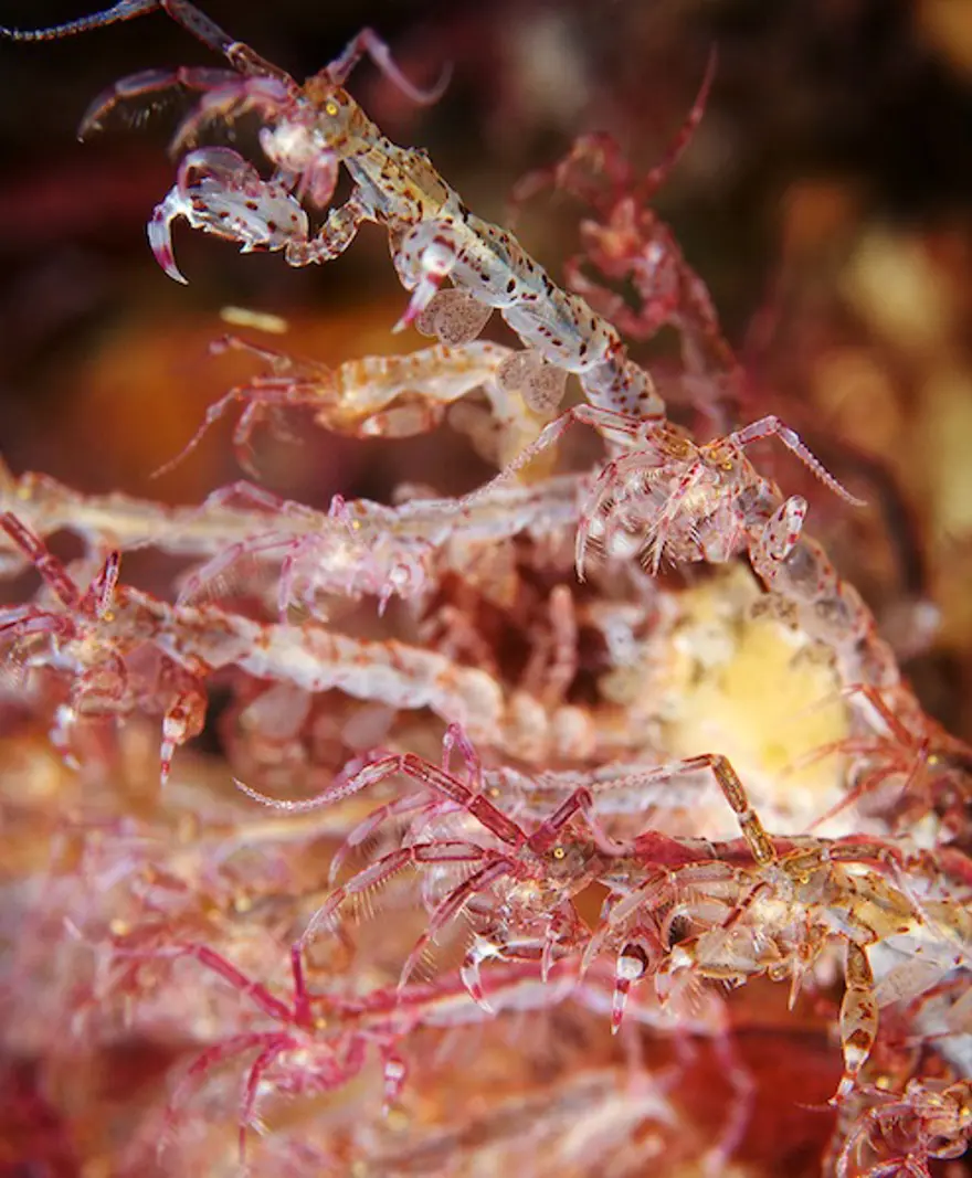 Beyaz Deniz'in harikaları 37