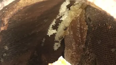 Bu yıl kilosu 7 bin TL: El değmeden üretiliyor