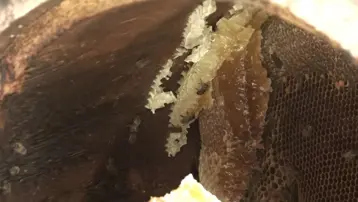 Bu yıl kilosu 7 bin TL: El değmeden üretiliyor