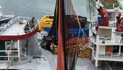 Av yasağı bitti, balıkçılar 1 Eylül'e hazırlanıyor