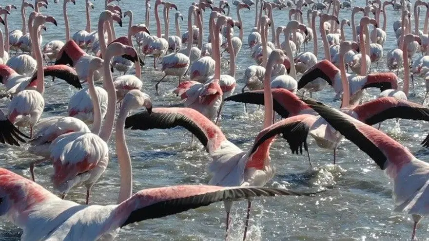 Flamingoların muhteşem kış dansı 8