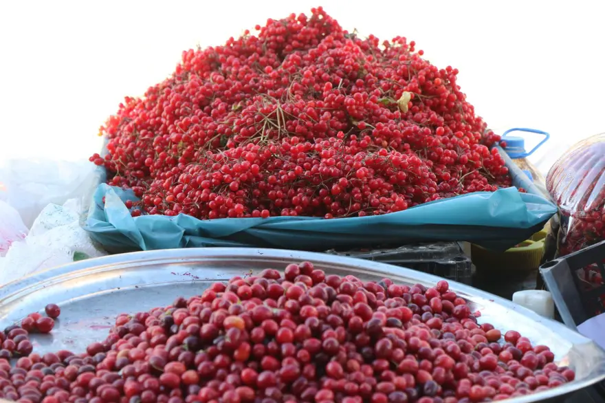 Seyyar doktor, dağ bitkileriyle şifa dağıtıyor! ''Bunu 2 ay tükettiğinizde kalpteki tüm damarlar açılıyor'' 5