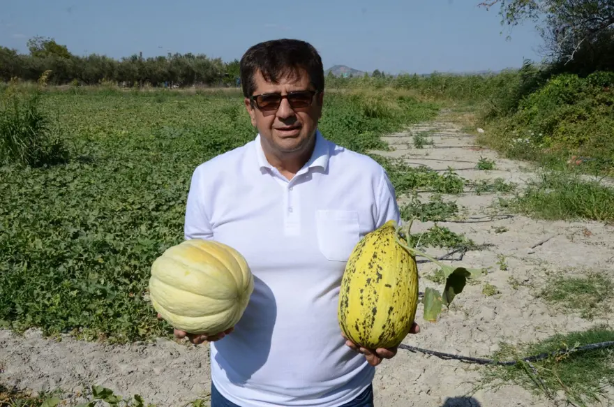 Kırkağaç kavununda ilk hasat yapıldı: 30 bin ton rekolte bekleniyor 3