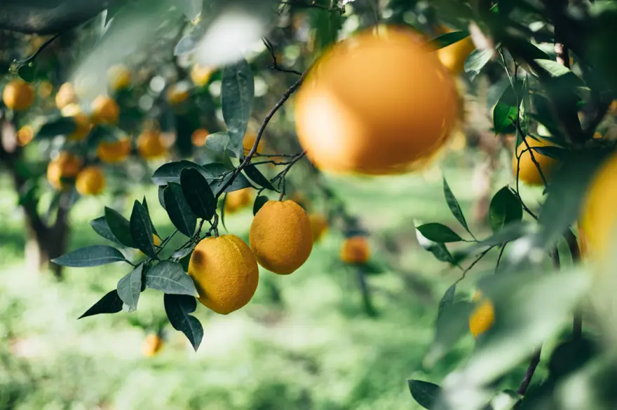 Haziran ayının zam şampiyonu limon oldu! Fiyatı yüzde 56 arttı 4