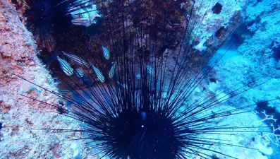 Ege Denizi'nde yeni tehlike! İstilacı tür yayılıyor... "Tehdit eder boyuta ulaştı, çok hızlı ürüyorlar"