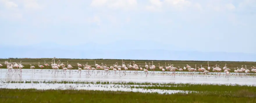 Tuz Gölü’nün yavru flamingoları kuluçkadan çıktı 2 Tuz Gölü’nün yavru flamingoları kuluçkadan çıktı 2