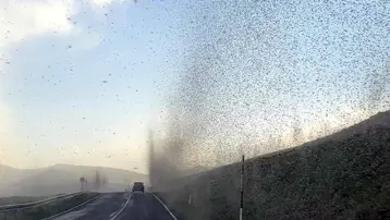 Gölü sinekler istila etti, fırtınayı anımsattı