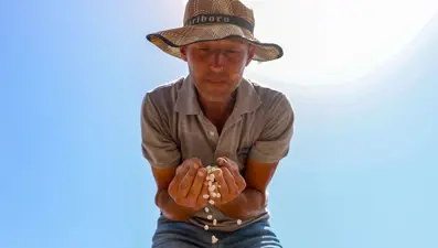 Yok olma tehlikesi yaşayan "Çandır fasulyesi"nin üretimi 15 kat arttı