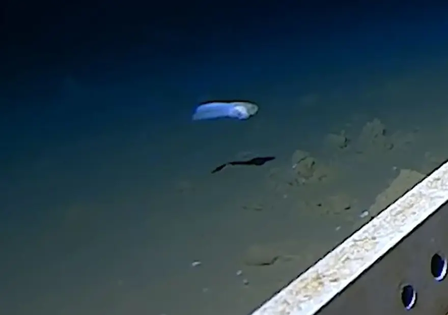 Okyanusun en derin noktasında yaşayabilen bir balık keşfedildi 