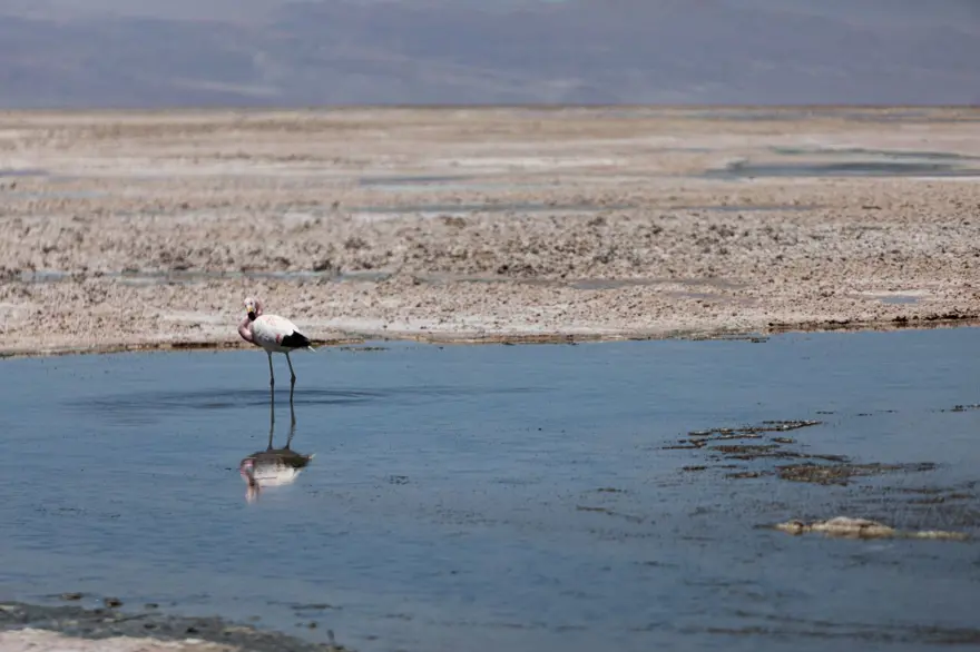 İnsan faaliyetlerinin son kurbanları: Sayıları hızla azalıyor 17 İnsan faaliyetlerinin son kurbanları: Sayıları hızla azalıyor 17