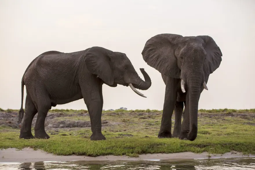 Afrika'nın fil cenneti: Chobe Ulusal Parkı 1
