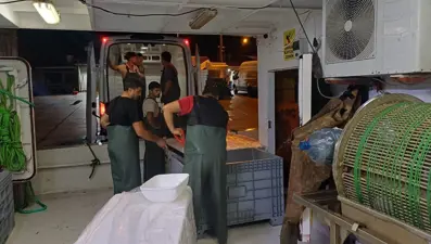 Bir ayda 198 ton hamsi çıkışı oldu: Bu yıl bolluk yaşanıyor