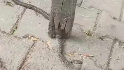 Mahalleli 3 gün nöbet tuttu: Bir ilde yılan paniği