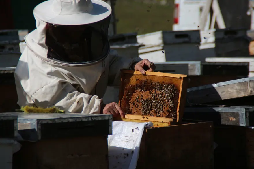 Anzer balında küçükbaş tehdidi 9
