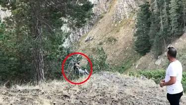 Boz ayı, pikniğe giden ailenin davetsiz misafiri oldu