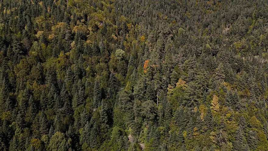 Abant'ta renk cümbüşü: Vatandaşlar doğanın keyfini çıkardı 1