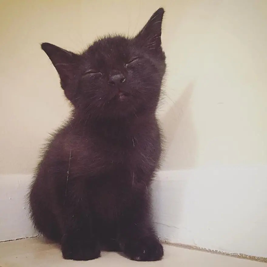 Hayatını kedileri kurtarmaya adadı 343