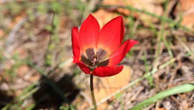 Lalenin atası olarak bilinen Türk lalesi: Koruma altına alınan en önemli tür