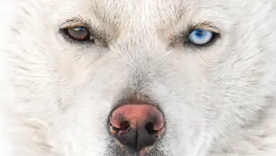 Van kedisi gibi gözleriyle dikkat çeken "Husky" cinsi köpek