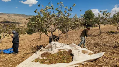 Aşırı sıcaklık ve kuraklık verimi düşürdü: Yanma ve rekolte kaybı var