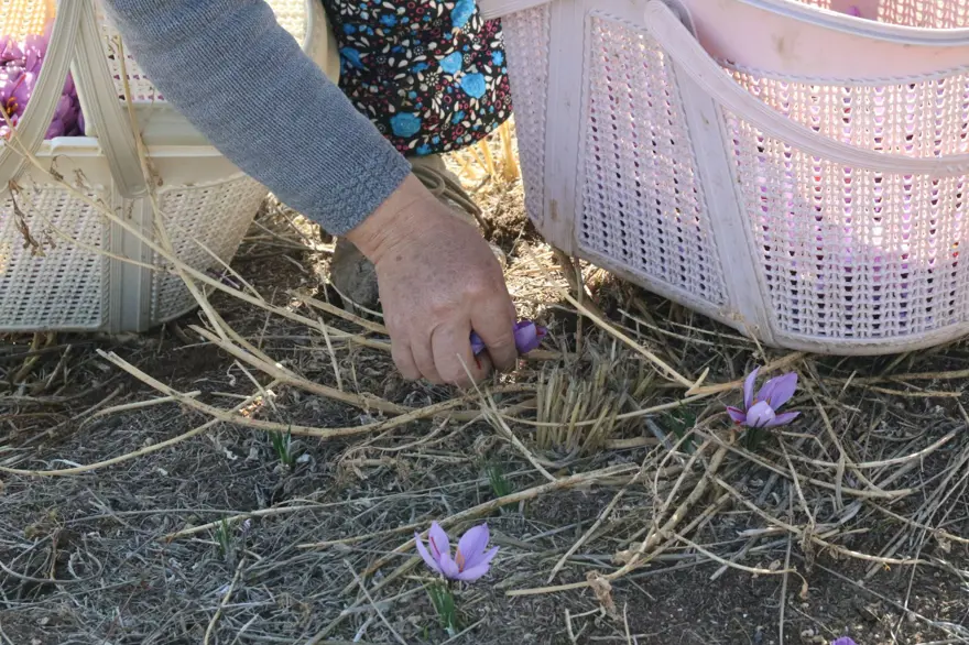 Kilosu 250 bin liradan başlıyor! Kanserden kalp hastalıklarına kadar derman olmadığı dert yok: Köylüler tek tek elleriyle topluyor 2