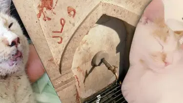 Kediye işkence yapıp, kanıyla çeşme mermerine yazı yazdılar